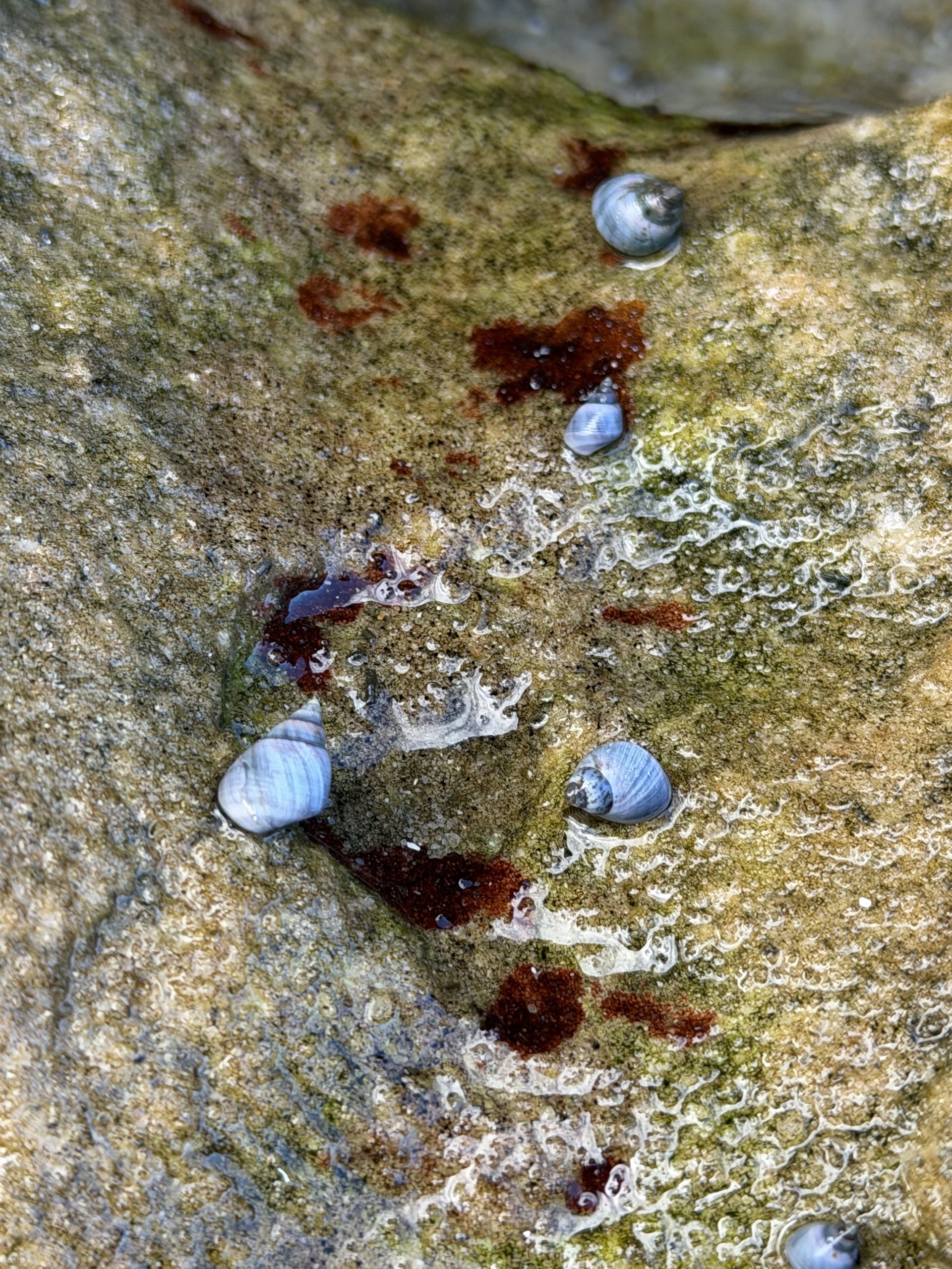 Bondi Tide Pools