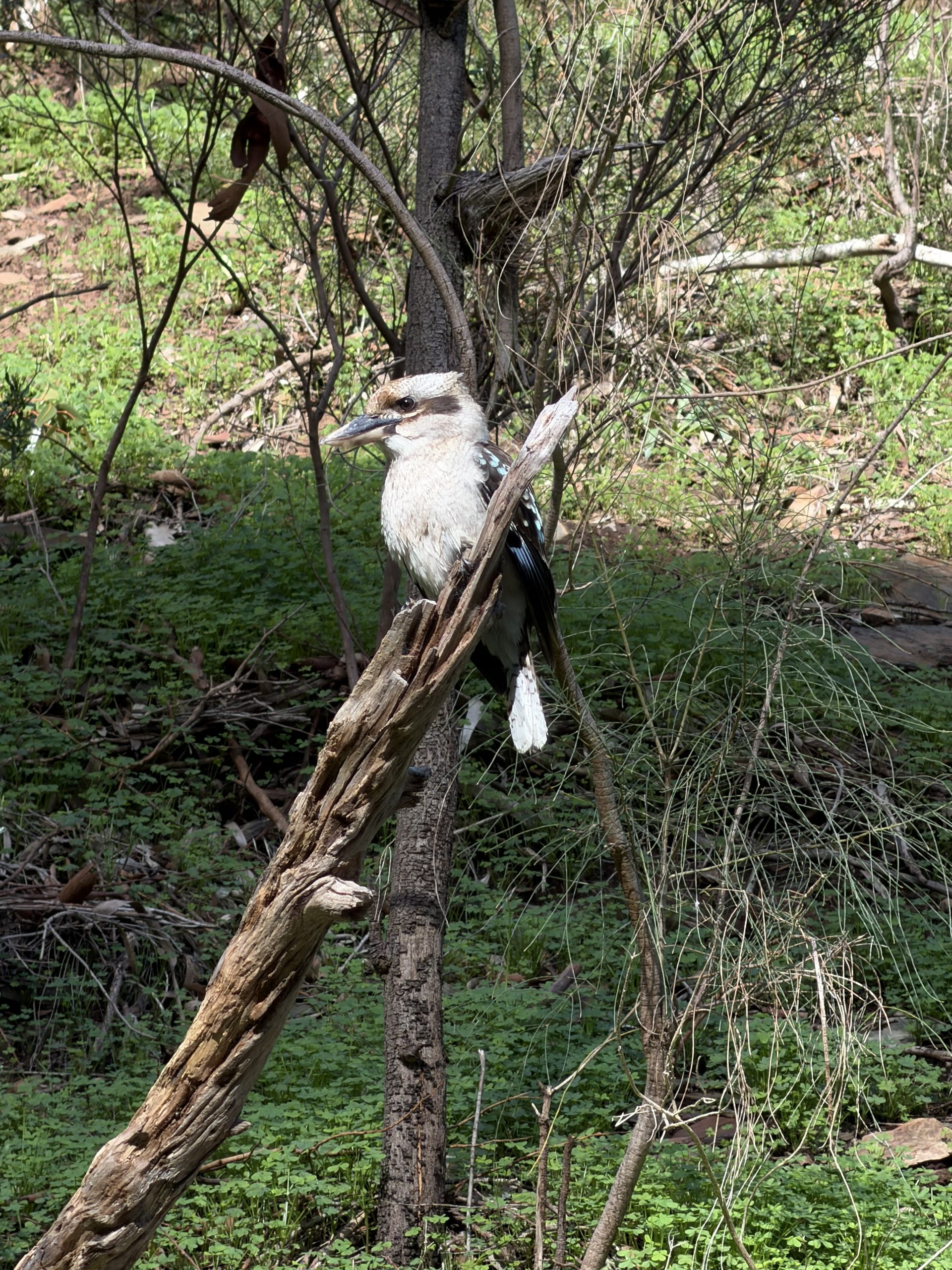 Kookaburra