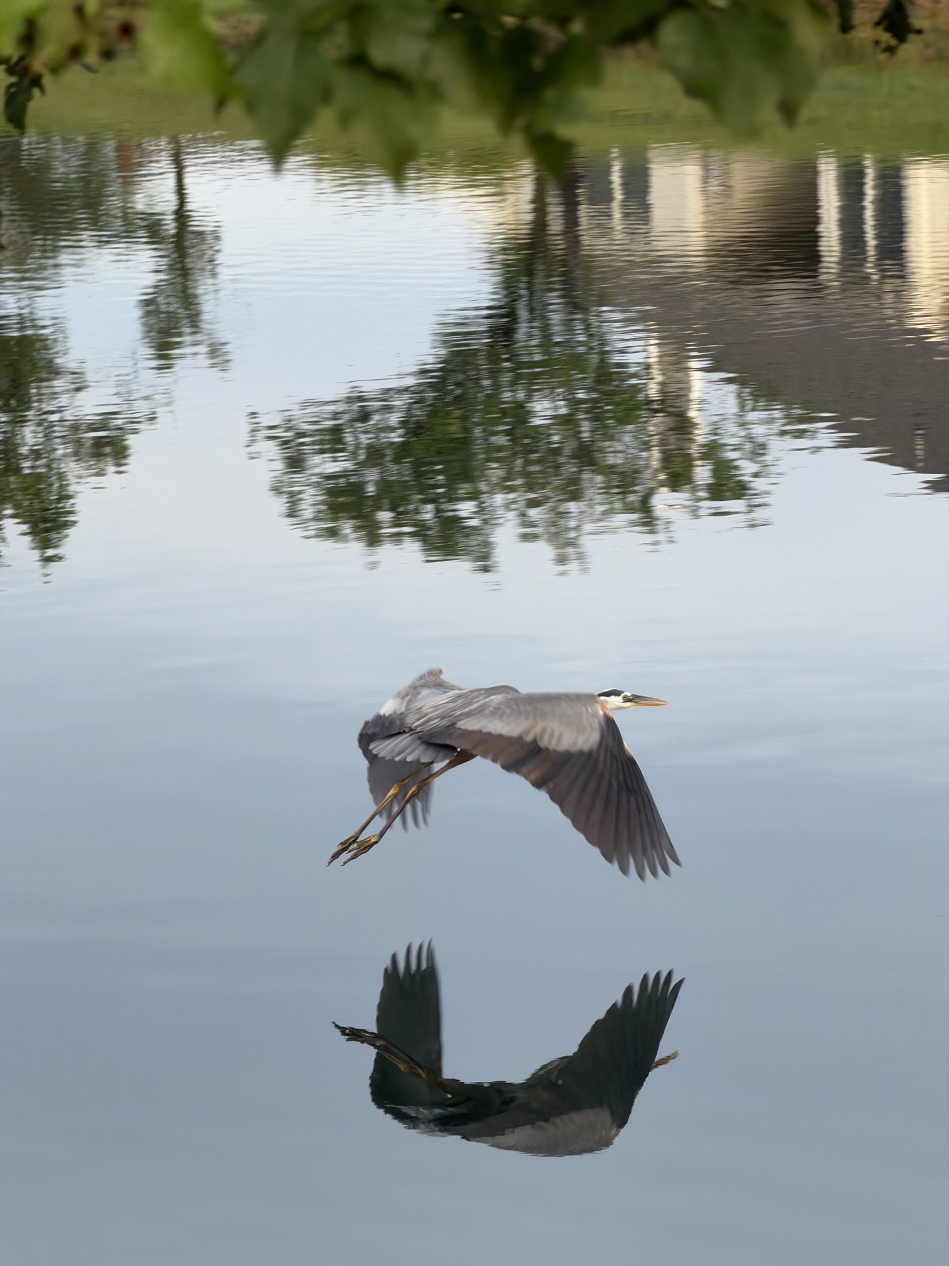 Morning Flight